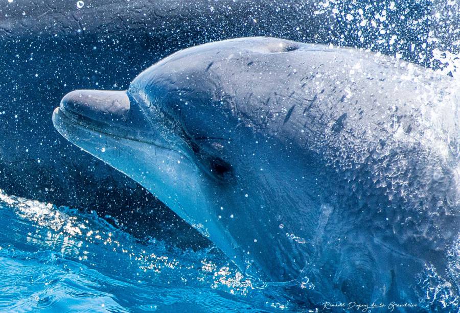 Cap d'Agde - Des rencontres toujours magiques avec les grands dauphins !