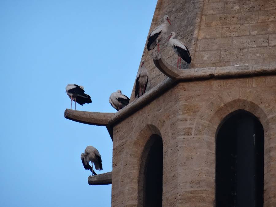 Montagnac - Insolite :  Une centaine de cigognes sur le clocher de l'église !