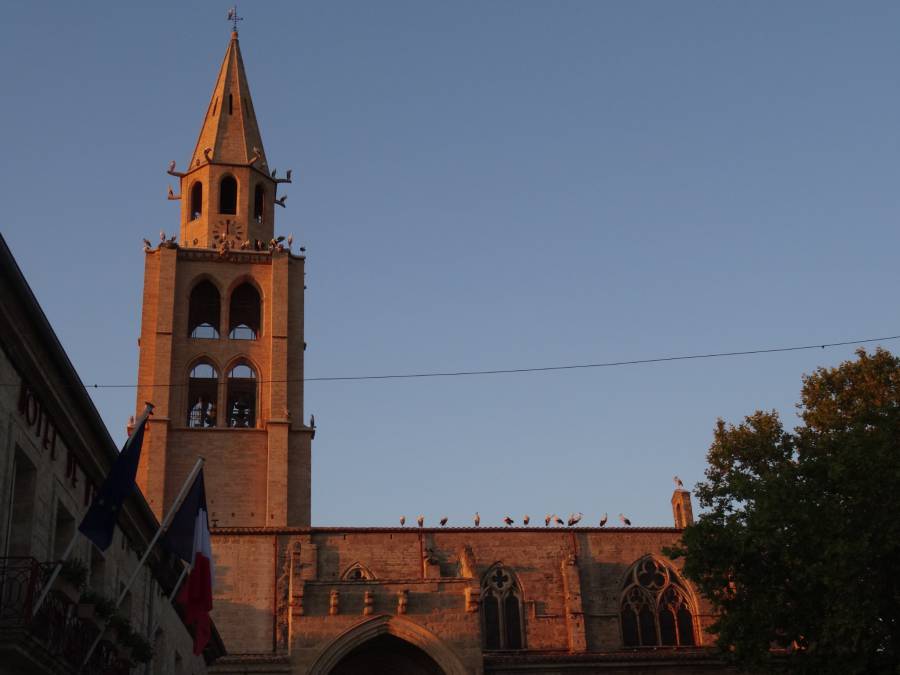 Montagnac - Insolite :  Une centaine de cigognes sur le clocher de l'église !