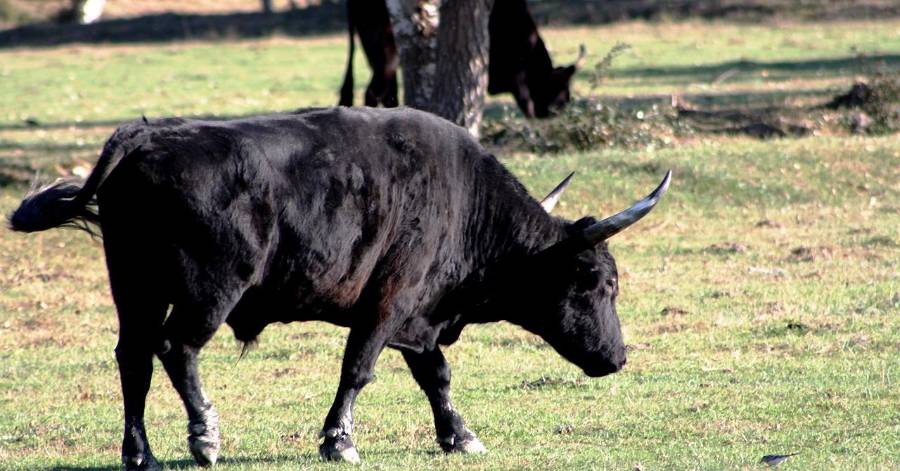 Pomérols - Ça bouge au Foyer rural de Pomerols !