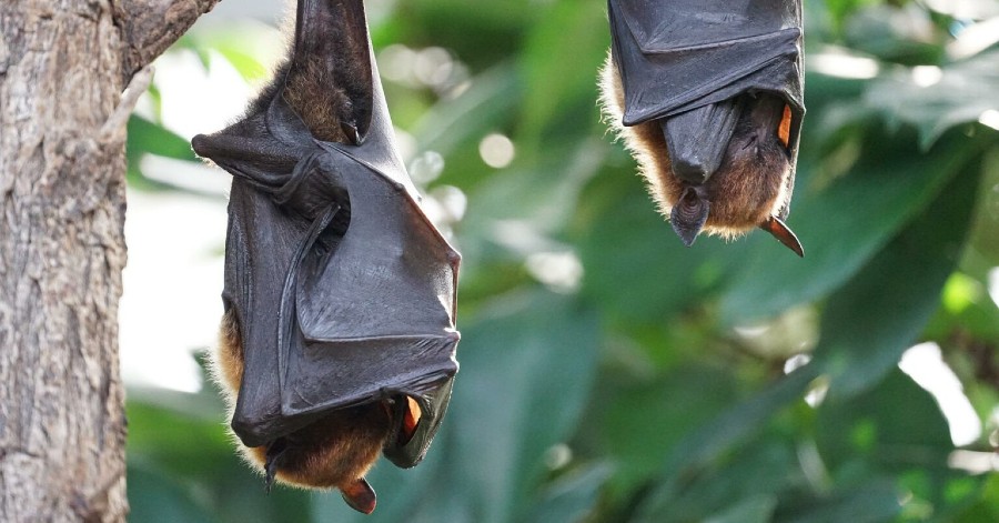 Pézenas - Rendez-vous pour la nuit internationale de la chauve souris