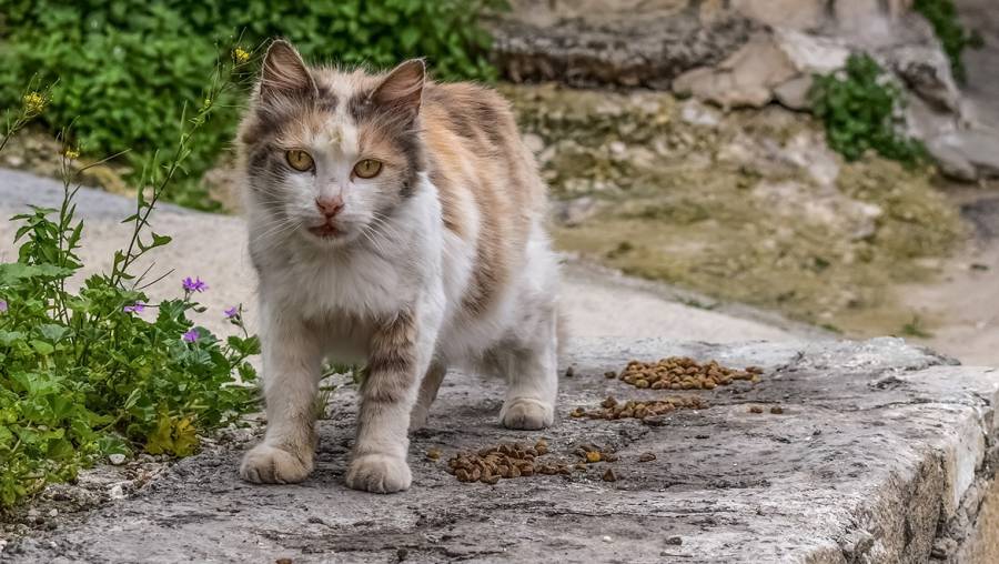 Bessan - Une nouvelle campagne de stérilisation des chats errants est programmée