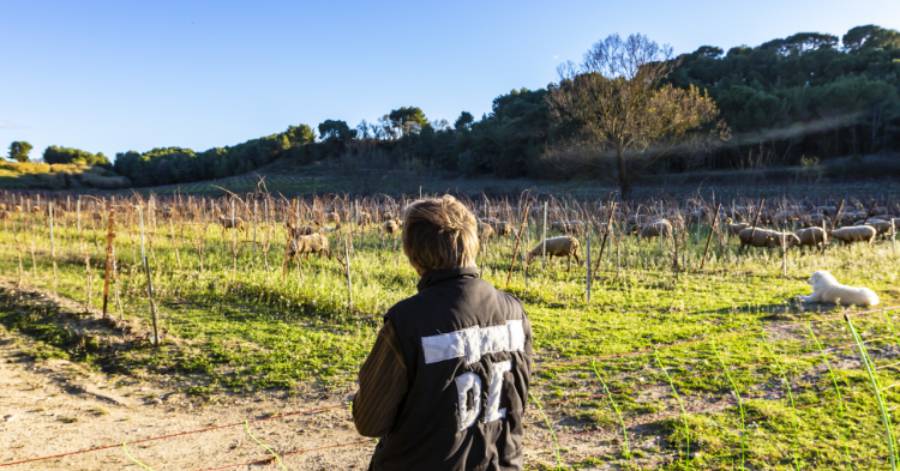 Montagnac - Devenez vendangeur d'un jour au domaine Campaucels