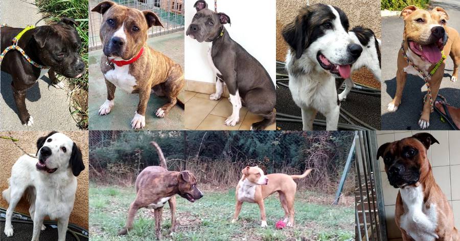 Agde - Trop d'abandons à la fourrière animale ( SIVOM ) du canton d'Agde