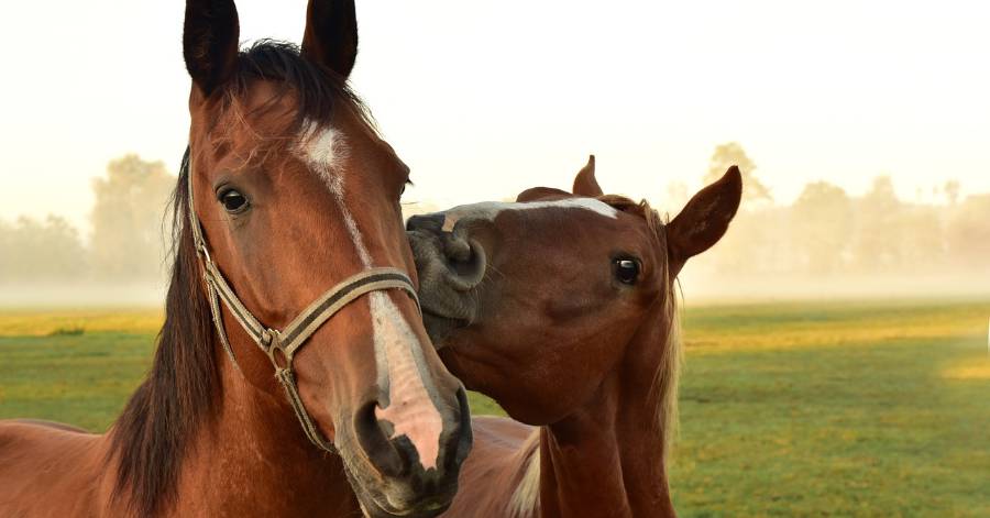 Pézenas - Les Journées du Cheval à Pézenas, une manifestation équestre unique !
