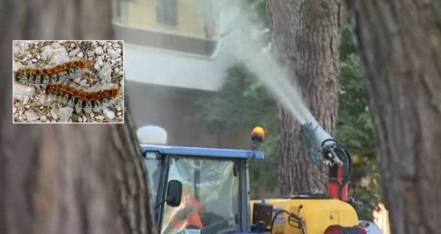 Marseillan - Traitement des pins contre les chenilles processionnaires