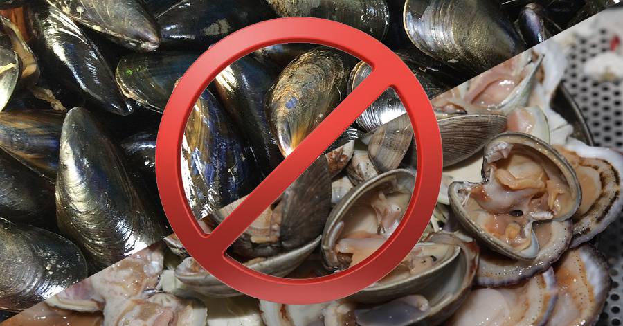 Marseillan - Etang de Thau : Restriction de récolte des moules et palourdes