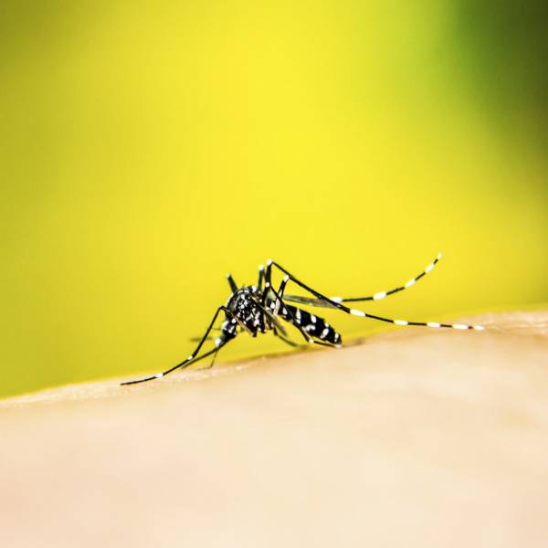 Bessan - Même en automne, la lutte contre les moustiques se poursuit