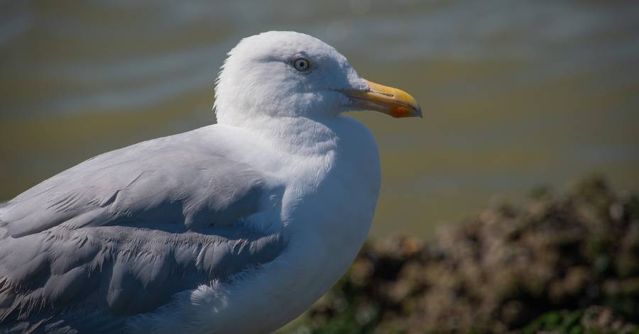 Marseillan - Nid de goëland : Demande d'intervention