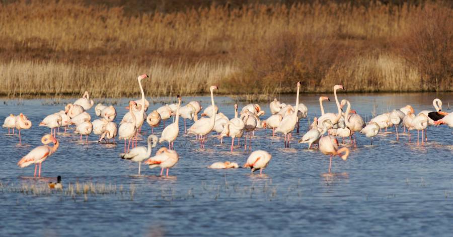 Portiragnes - Le Préfet prend des mesures face à la menace de propagation Grippe Aviaire