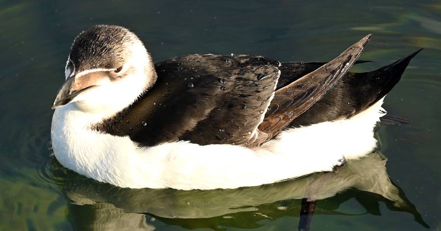 Cap d'Agde - Les petits pingouins sont de retour au Cap d'Agde !