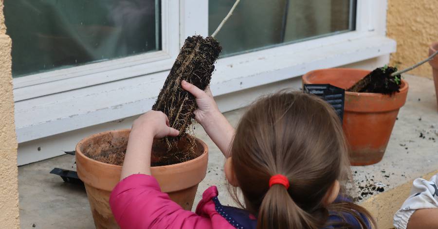 Pézenas - Les enfants de l'école maternelle Charles Perrault parrainent des arbustes