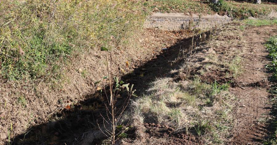 Agde - 300 arbres plantés aux Verdisses et le long de la basse vallée de l'Hérault