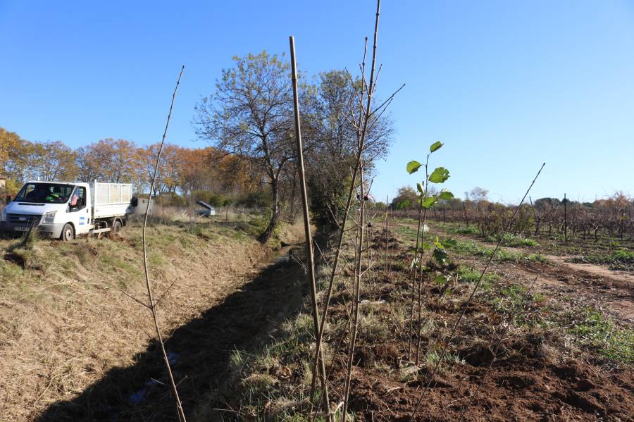Agde - 300 arbres plantés aux Verdisses et le long de la basse vallée de l'Hérault