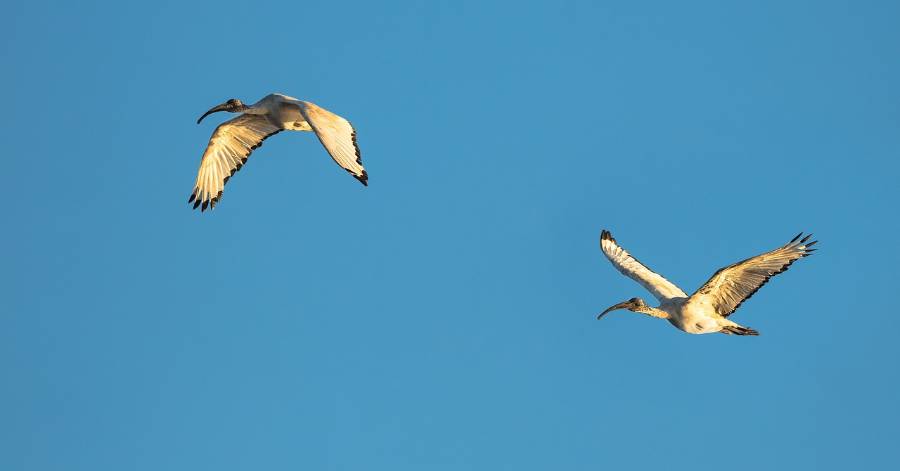 Portiragnes - Observation d'Ibis sacré dans la région