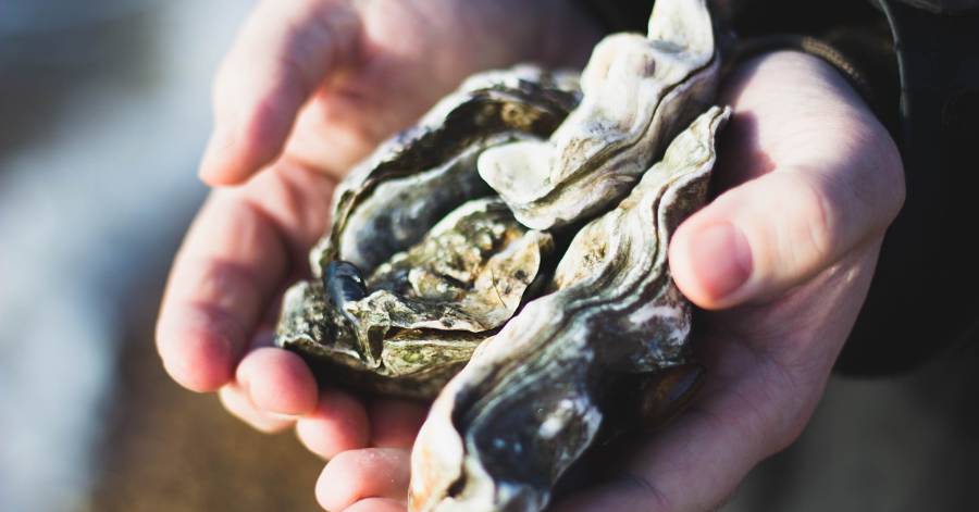 Marseillan - La vente de coquillages du Bassin de Thau interdite !