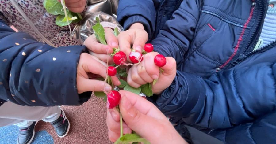 Agde - Les enfants de l'école Jacques Prévert initiés au jardinage !