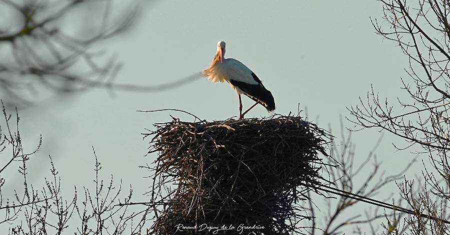 Agde - Cigogne blanche de retour dans la campagne agathoise