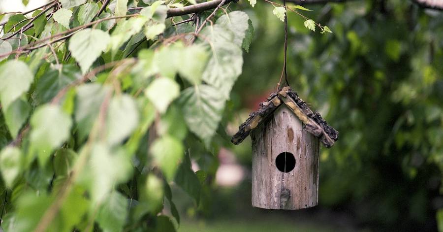 Portiragnes - Venez fabriquer un nichoir à oiseaux lors d'une animation à Portiragnes