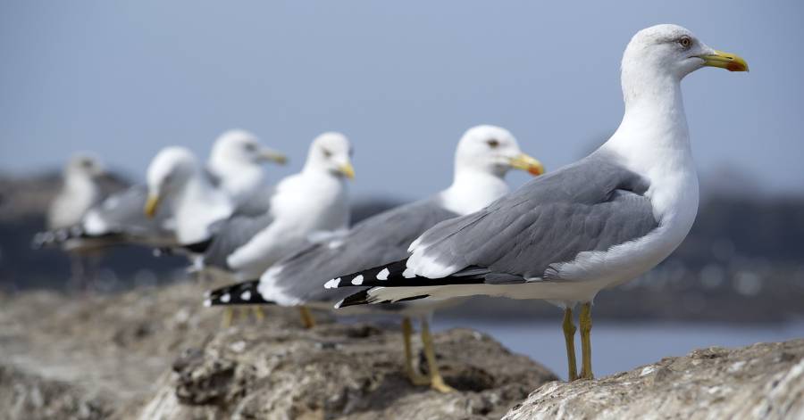 Marseillan - Nid de goéland : Demande d'intervention