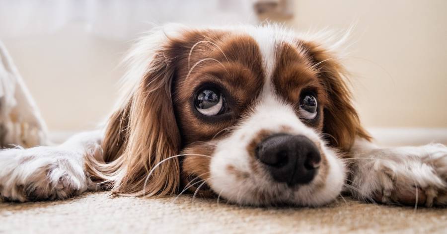 Vias - Déjections canines : un rappel de savoir-vivre !