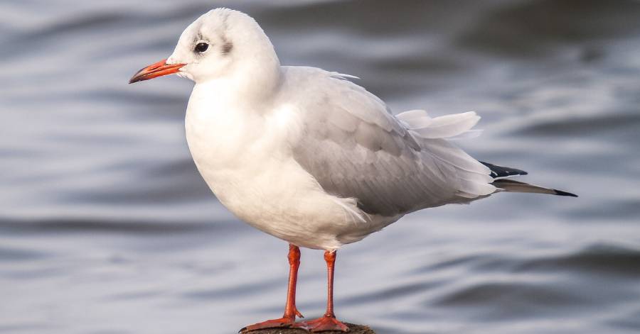 Marseillan - Influenza aviaire : Détection d'un nouveau cas dans la faune sauvage