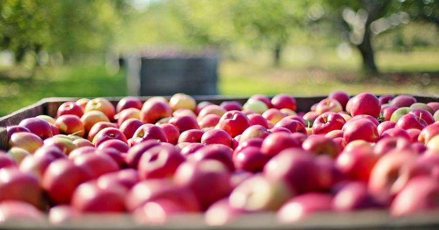 Agglo Hérault Méditerranée - Mise en œuvre d'une indemnisation pour les producteurs de pommes