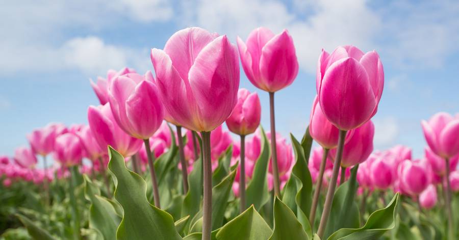 Pomérols - Dimanche 16 avril : Marché aux fleurs à Pomérols