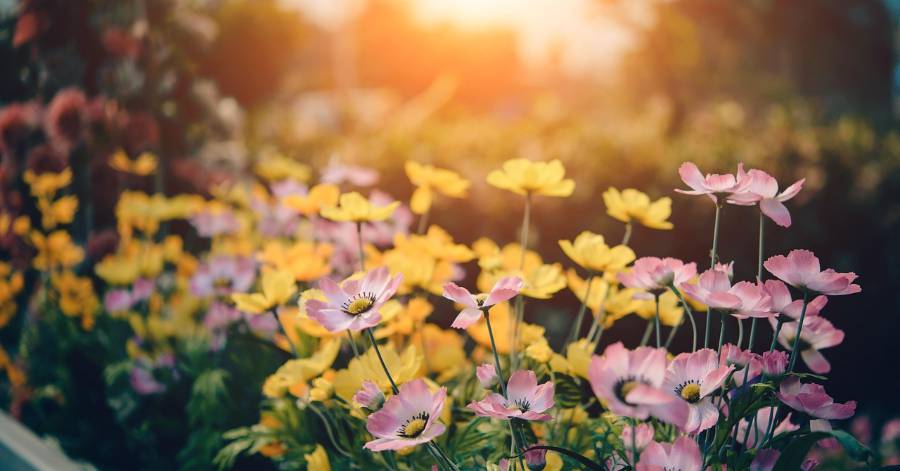 Grau d'Agde - Les floralies du Grau d'Agde c'est le 7 mai prochain !