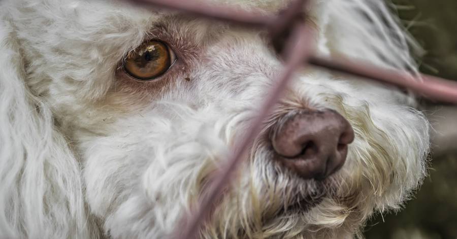 Vias - Un groupe de jeunes viassois visite la fourrière animale du SIVOM