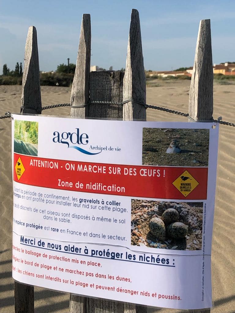 Cap d'Agde - Les Gravelots à collier interrompu sont de retour : Attention !