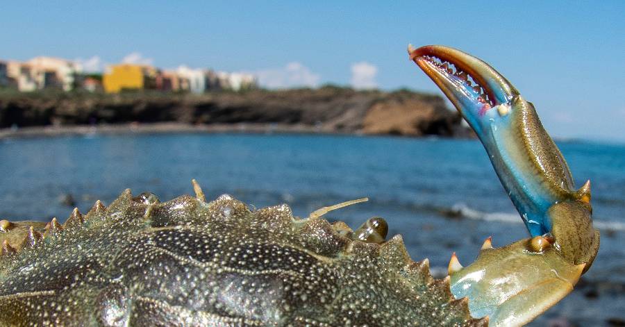 Un Grand Sapidus De Callinectes De Crabe Bleu Avec De Grandes Griffes Repose  Sur Le Sable Au Bord De La Mer. La Pêche Au Crabe Gas Image stock - Image  du pattes