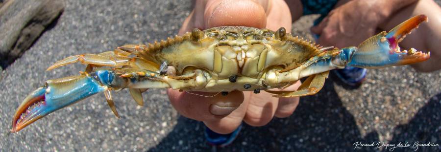 Un Grand Sapidus De Callinectes De Crabe Bleu Avec De Grandes Griffes Repose  Sur Le Sable Au Bord De La Mer. La Pêche Au Crabe Gas Image stock - Image  du pattes