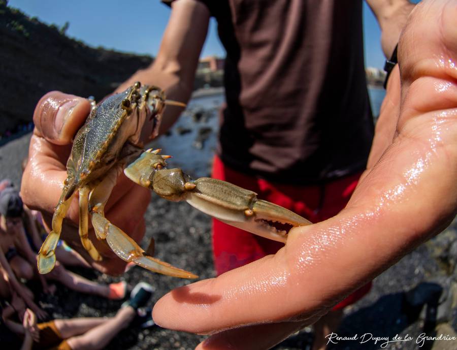 Cap d'Agde - Attention au crabe bleu une espèce invasive sur la côte Agathoise !