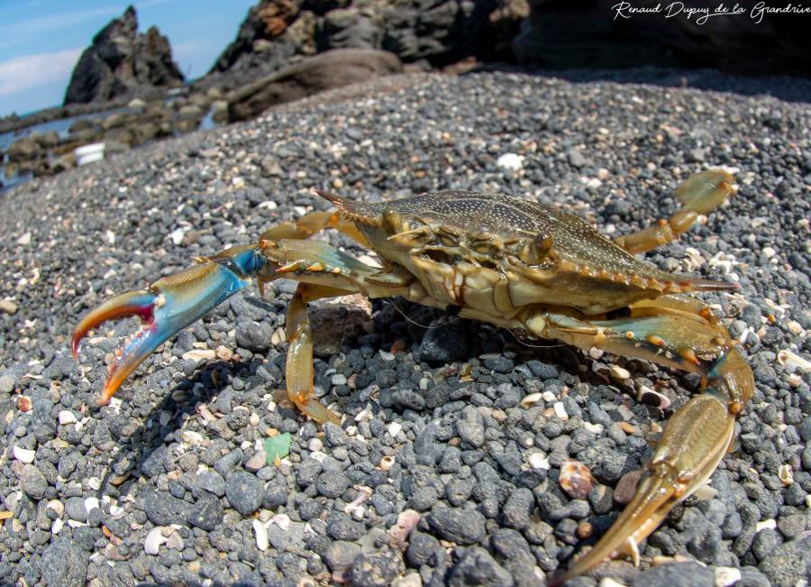 Cap d'Agde - Attention au crabe bleu une espèce invasive sur la côte Agathoise !
