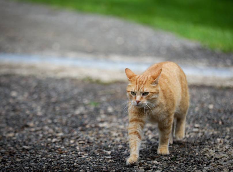 Bessan - Une nouvelle campagne de stérilisation des chats errants avec 30 Millions d'amis