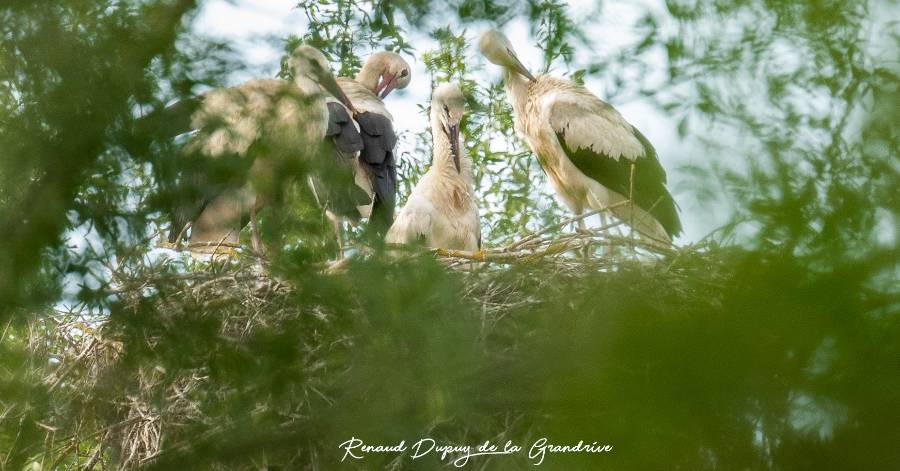 Agde - Tout va bien pour les cigognes blanches de la campagne agathoise !