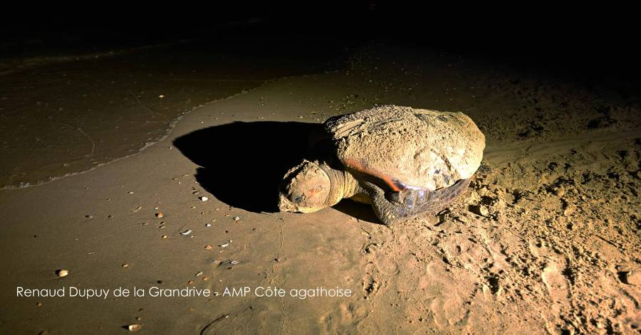 Marseillan - Une tortue caouanne vient pondre sur une plage de Marseillan Plage !