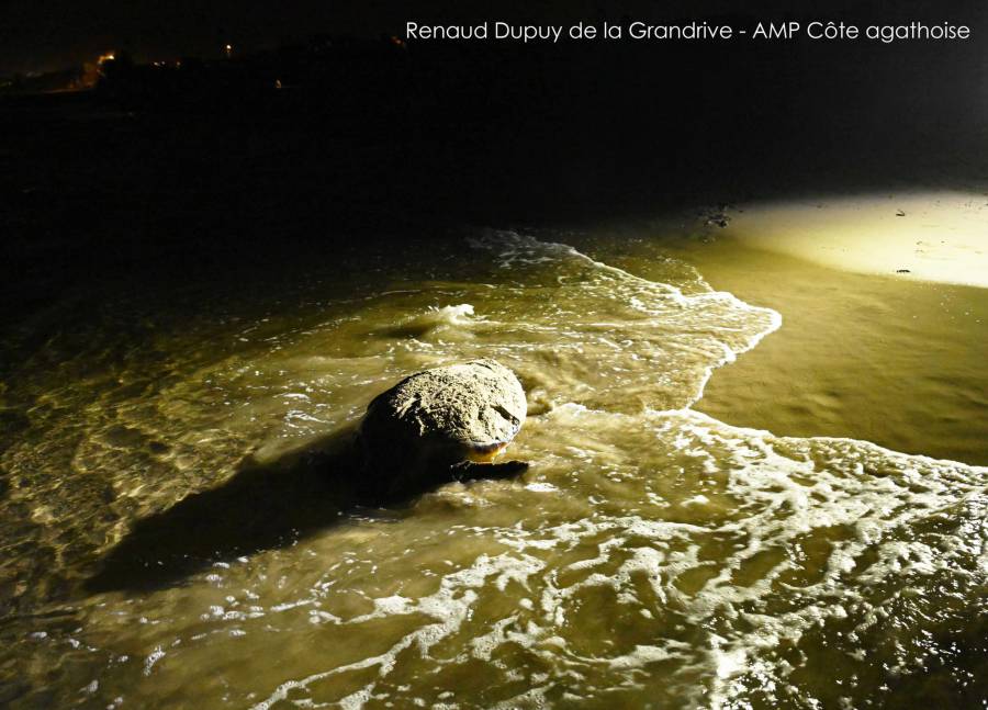 Marseillan - Une tortue caouanne vient pondre sur une plage de Marseillan Plage !