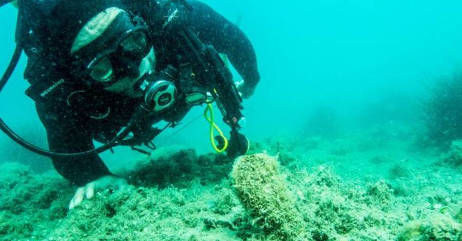Cap d'Agde - Une nouvelle grande nacre a été découverte dans la zone de mouillages écologiques de Brescou