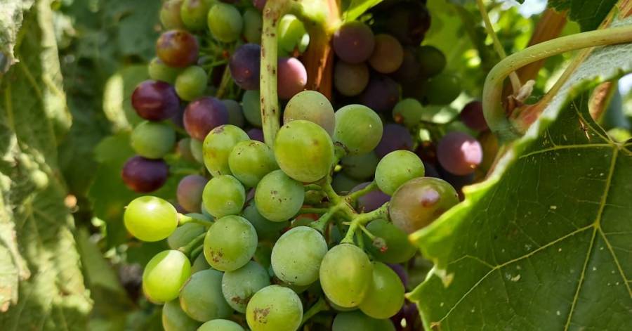 Marseillan - Des nouvelles des vignobles Richemer où la véraison a commencé !