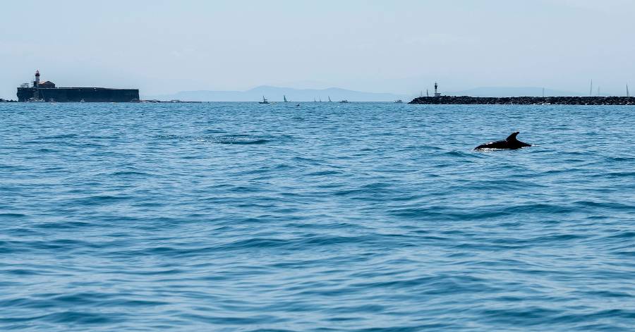 Cap d'Agde - Un couple de grands dauphins visite la côte agathoise à 100 mètres des falaises !