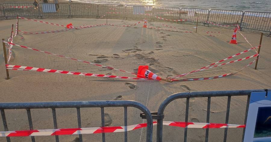 Marseillan - Des personnes se sont introduites dans l'enclos de la tortue caouanne