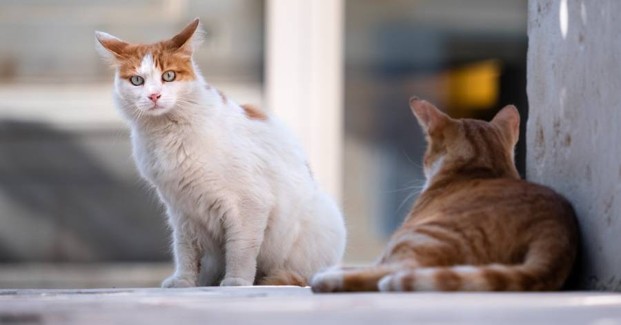 Marseillan - Collecte de denrées alimentaires pour les chats de la ville