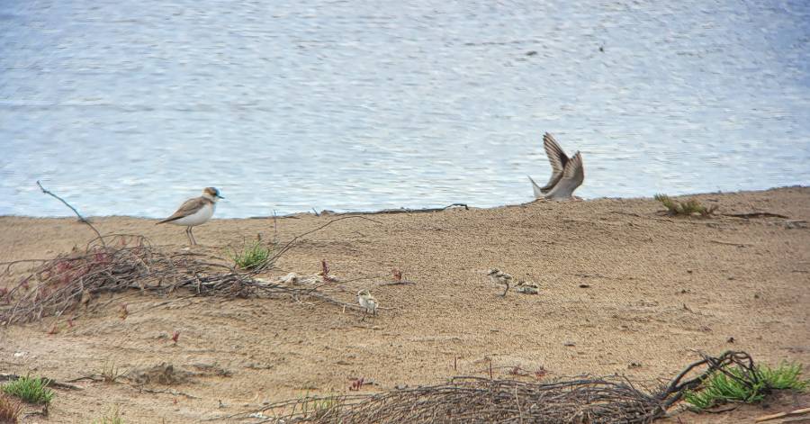 Portiragnes - Périmètre de protection sur la plage de la Grande Maïre : naissance cet été d'une centaine de poussins !