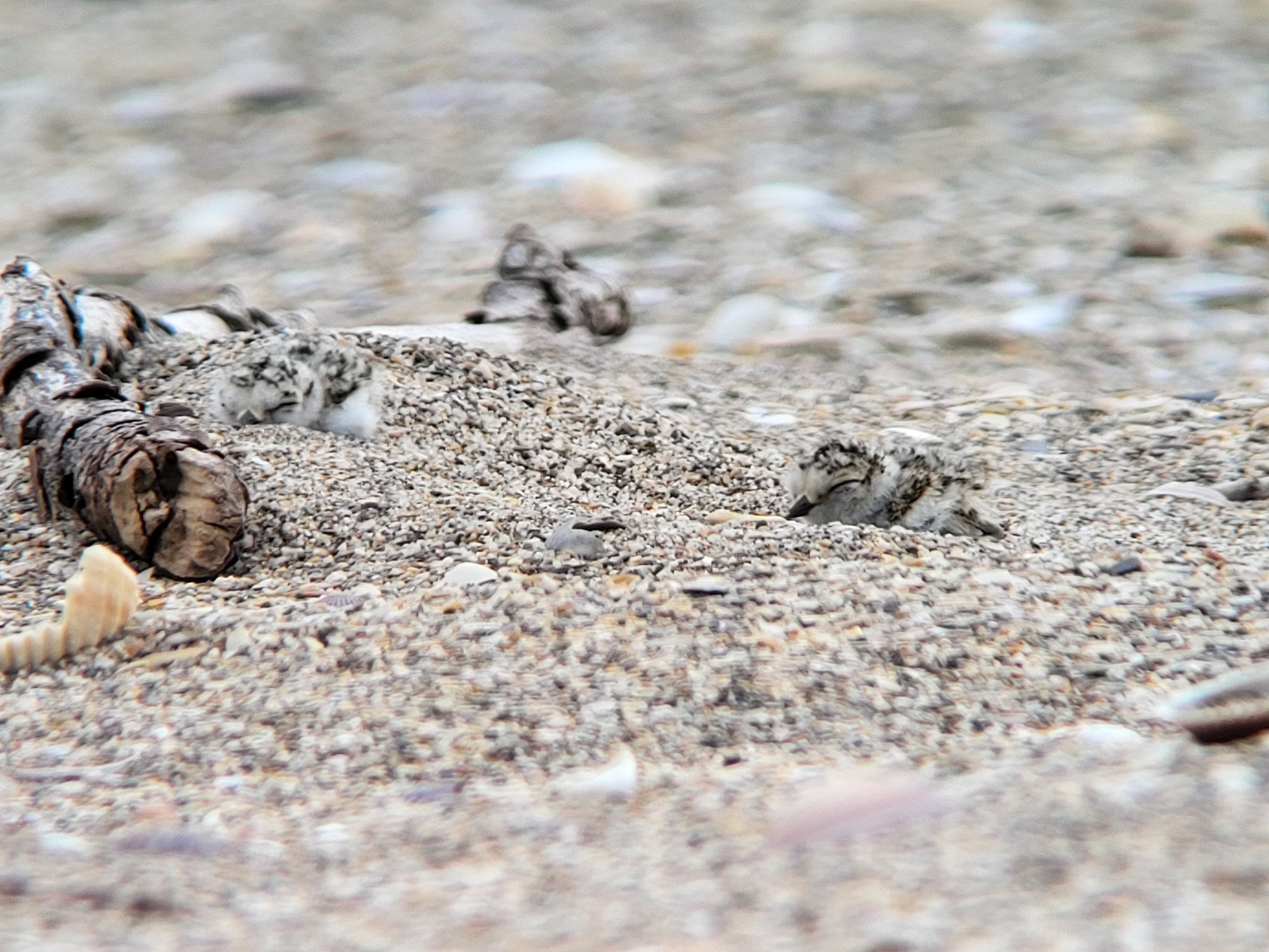 Portiragnes - Périmètre de protection sur la plage de la Grande Maïre : naissance cet été d'une centaine de poussins !