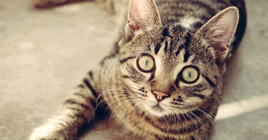 Marseillan - Collecte de denrées alimentaires pour les chats de la ville