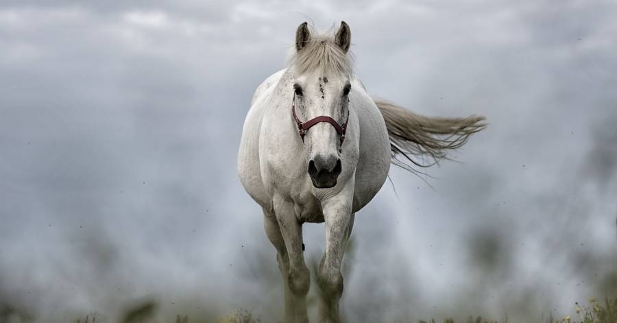 Pézenas - Retour des Journées du Cheval à Pézenas : 21 et 22 octobre !