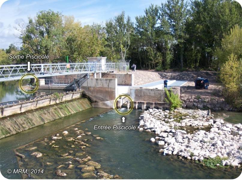 Bessan - Unique en Occitanie, la passe à poissons du moulin bladier favorise la migration