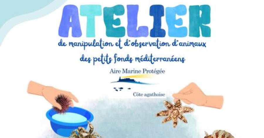 Cap d'Agde - Un atelier Gratuit pendant les vacances de la Toussaint à la Maison de la Mer
